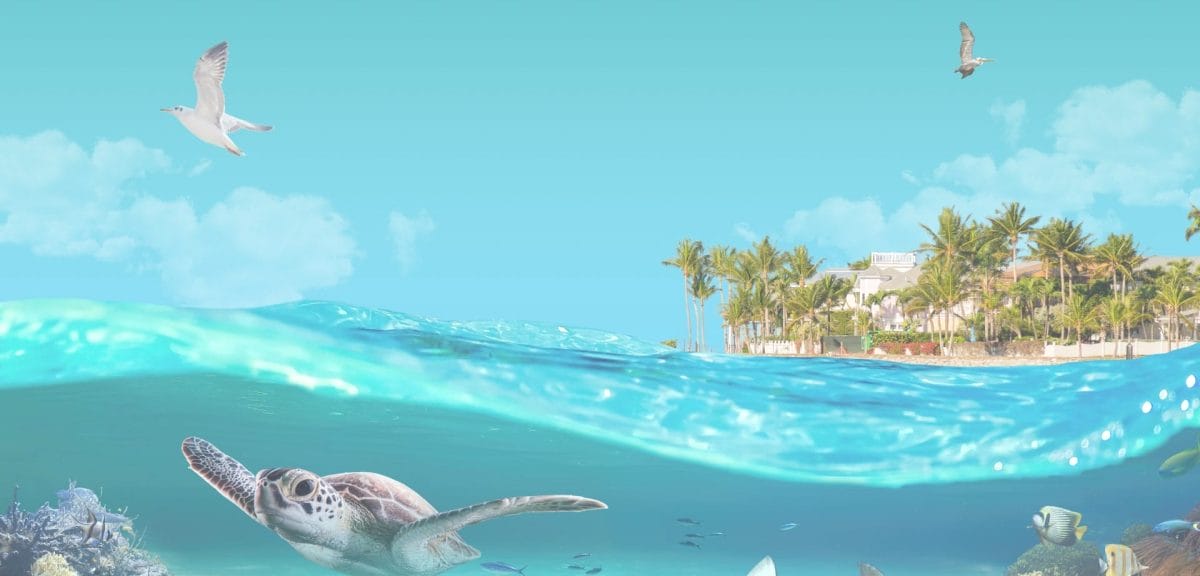 vhokw background 1